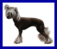 a well breed Chinese Crested dog